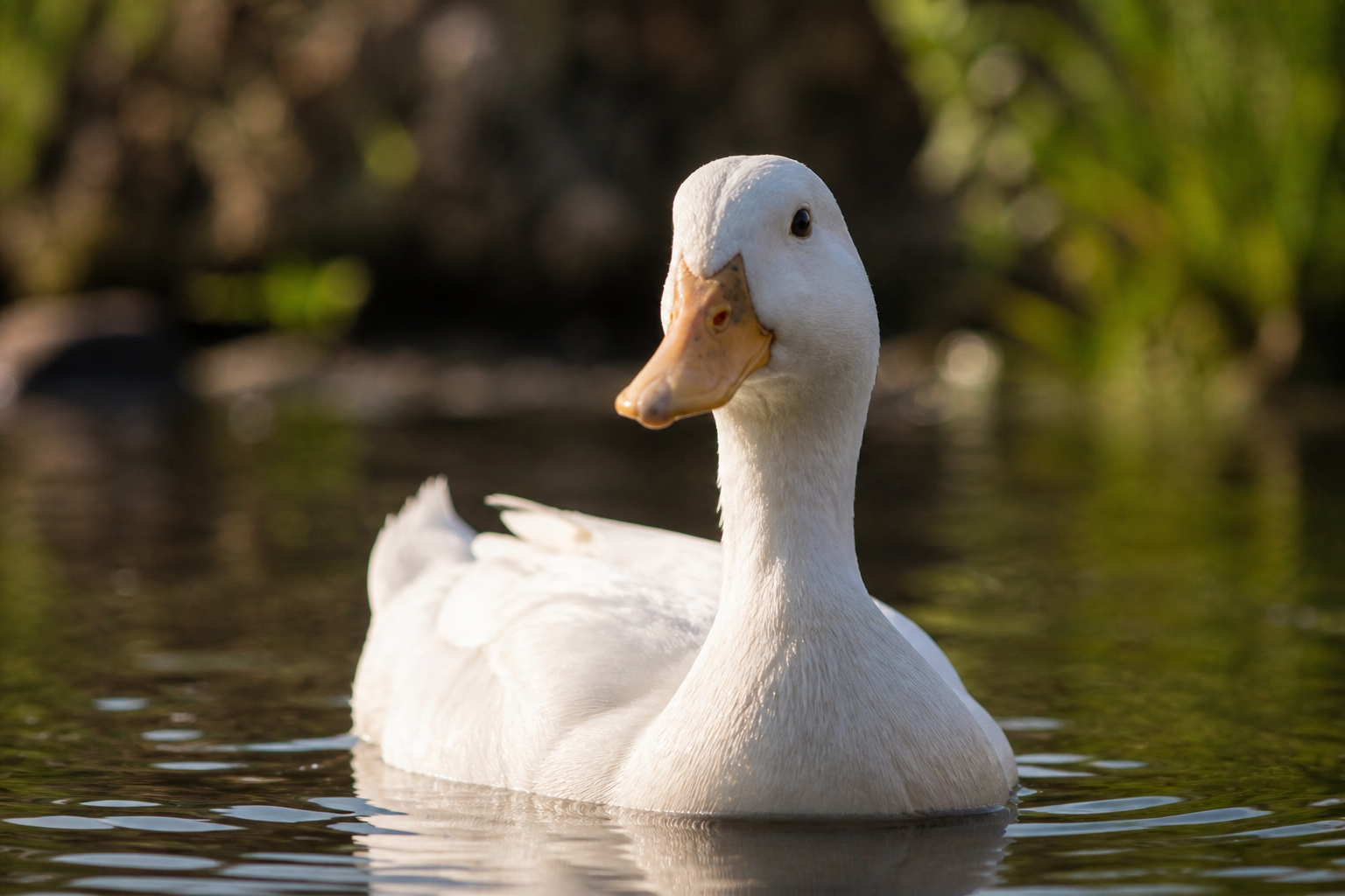 Een geit, eend en ander dier in een natuurlijke omgeving
